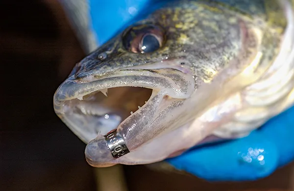 Using genetics to monitor walleye populations